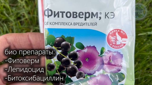 Срочно Сделайте Так в Мае! Яблоня Будет Ломиться от Урожая! Мои Яблони Плодоносят Каждый Год!