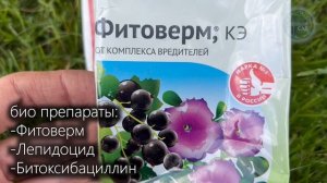 Срочно Сделайте Так в Мае! Яблоня Будет Ломиться от Урожая! Мои Яблони Плодоносят Каждый Год!