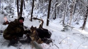 Первый лось сезона! Охота на лося с лайкой!