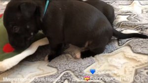 Бультерьер миниатюрный