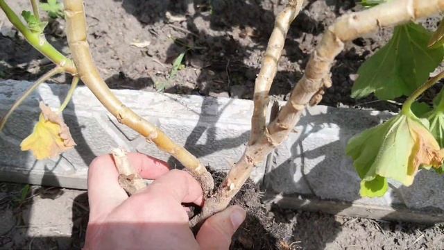 Дача/ Пересаживаю пеларгонии в открытый грунт смотреть онлайн