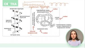 Подробно о белках и их функциях | ЕГЭ БИОЛОГИЯ  | Онлайн-школа СОТКА