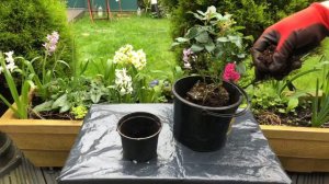 Quick idea, How to replant Roses from small pot to big pot🌺🌸🌺