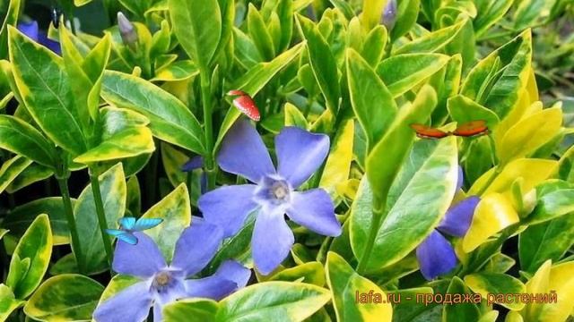 Барвинок малый Ауреовариегата (aureovariegata) ? обзор: как сажать, саженцы барвинка Ауреовариегата