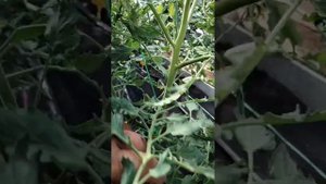 Обзор томата Счастливый тигр на 17 Июня.
