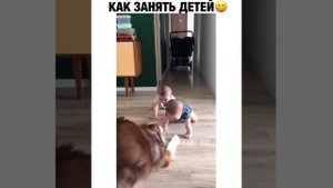 Бордер колли играет с детьми ??