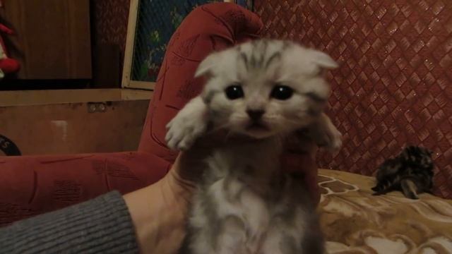 шотландские котята. смотреть онлайн