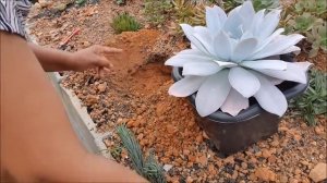 SUCULENTA ECHEVERIA CANTE, REPLANTIO E SUA HISTÓRIA MIRABOLANTE