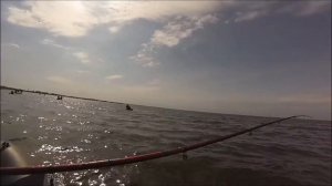 Ловля салаки в Балтийском море на пустые крючки