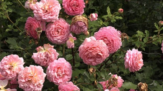 почвопокровные розы - лариса, хеллоу, пат де велюр, бесси, питомник роз полины козловой rozarium.bi смотреть онлайн