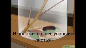 Как ухаживать за гусеницей медведицы-кайя ?