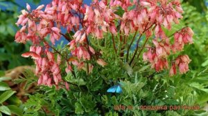 Дицентра красивая Бэкхэнэл (dicentra bekkanal) ? обзор: как сажать, саженцы дицентры Бэкхэнэл