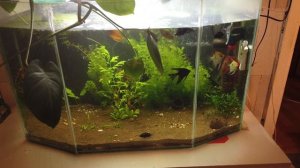 Малек Гурами, сортировка малька гурами