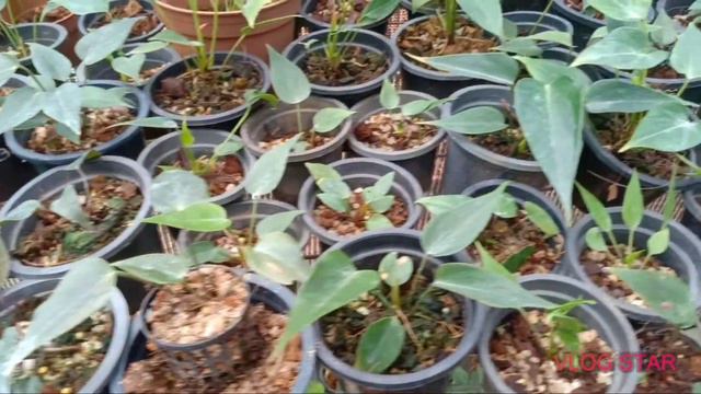 ඇන්තූරියම් смотреть онлайн