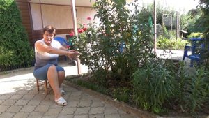 Мускари мышиный гиацинт Мой опыт и рекомендации по выращиванию
