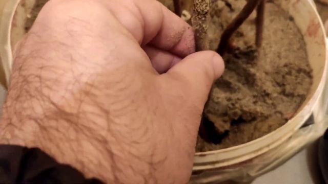 Вся правда об укоренении черенков киви смотреть онлайн