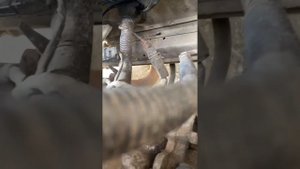 Установка сгу -спец-сигнал на приору