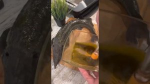Стерлядь запеченная в духовке
