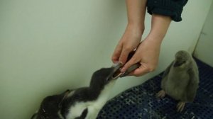 The Real Chicks of Central Park Zoo : Life in the Penguin Nursery