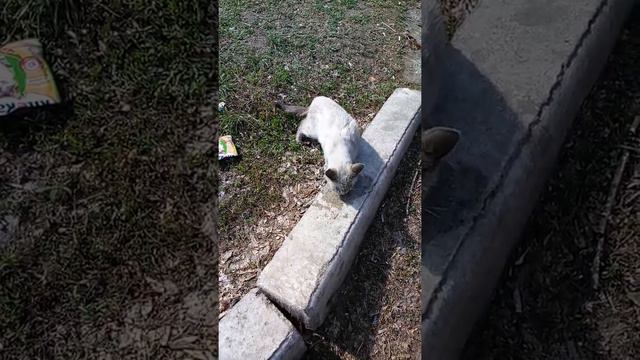 Накормили бездомного котенка! смотреть онлайн