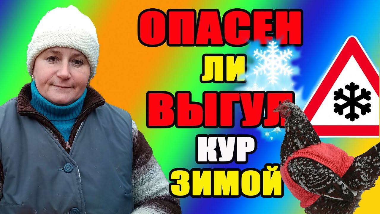 ОПАСЕН ли выгул кур зимой. Как сохранить яйценоскость.
