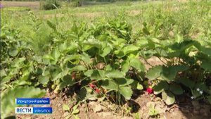 В питомниках растений Иркутской области можно самостоятельно собирать ягоду