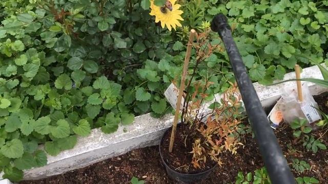 Обработка роз от болезней и вредителей. Новые удобрения для роз. Обзор сада. смотреть онлайн