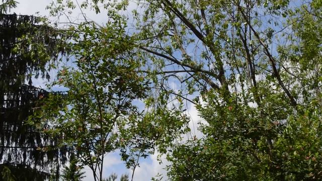 Рододендрон: посадка и уход