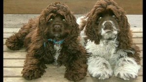 Интересные факты об американских кокер-спаниелях / Плюсы и минусы породы Американский кокер-спаниел