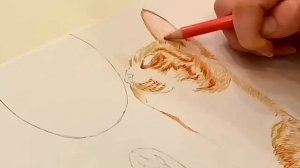 Как нарисовать животных.Рисуем котика.Пошагово.Для начинающих.How to draw a cat. Painting tutorial