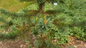 Pinus aristata borovice osinatá