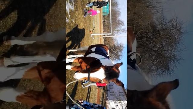 Действующие коняшки: в дрожках тяжеловоз, пони шотландец, красавец литовский. смотреть онлайн