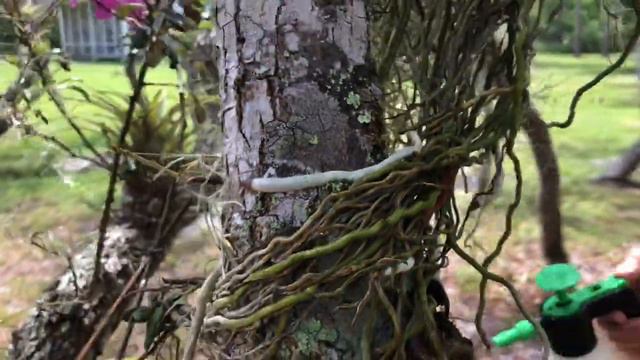 How to water orchids and air plants florida gardening смотреть онлайн