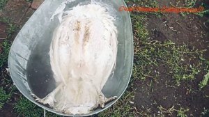 Самый простой  и быстрый способ забоя индюков/Как мы убираем индюков/