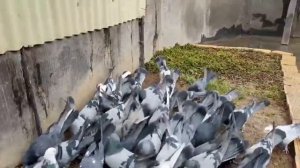 Исфаханские игровые голуби, Иран | Pigeons | Tauben |