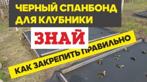 Черный спанбонд для грядок с клубникой, как закрепить чтобы сохранить растения. Выращивание клубники