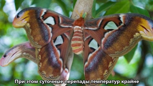 PJ7BH Синт Мартен. С сайта dxnews.com смотреть онлайн