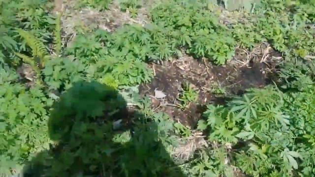 ПРИЗНАЛСЯ В ЛЮБВИ\ПОСАДИЛА ПОМИДОРЫ\НА РЫБАЛКЕ\РОИ ВЫШЛИ\ смотреть онлайн