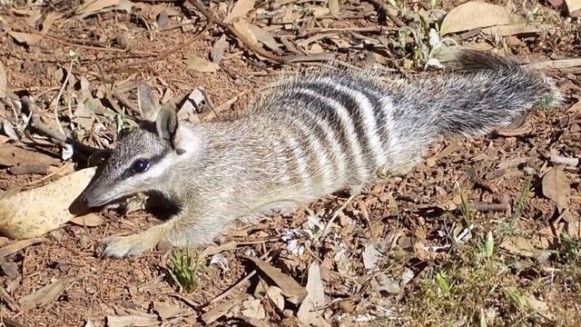 Numbat - WhatsApp status | Nature | Animals смотреть онлайн