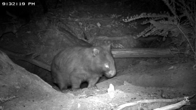 A wombat, a koala and a rabbit in a burrow смотреть онлайн