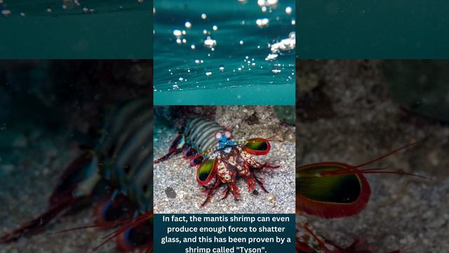 Mantis Shrimp