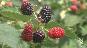 The new Ponca Blackberry | Dr. John R. Clark