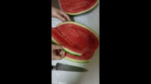 Какие мы выращиваем АРБУЗЫ в средней полосе в открытом грунте