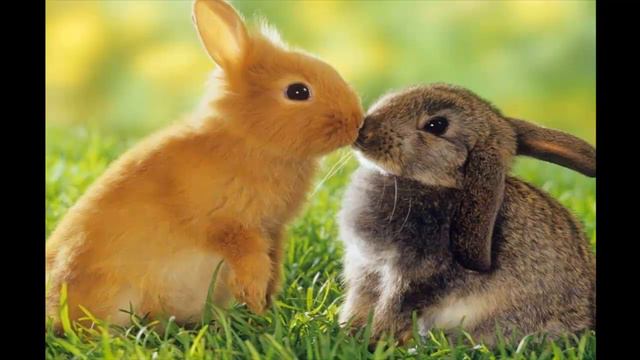 Зайцы часть  5 смотреть онлайн