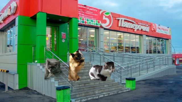 кошачья жизнь
