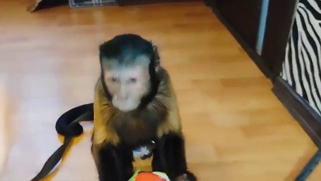 Обучашки-развивашки! Занятия с маленькой домашней обезьянкой Алексой!