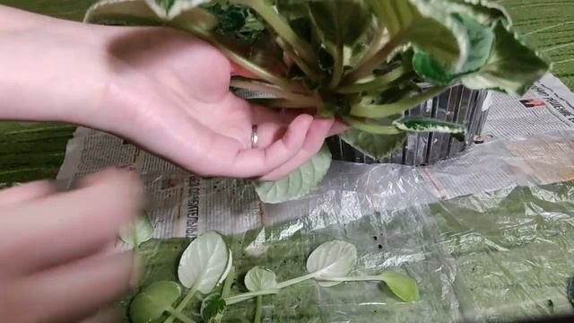 КАК ОТДЕЛИТЬ ПАСЫНКИ ФИАЛОК? РУБИМ ГОЛОВУ ФИАЛКЕ!!! смотреть онлайн