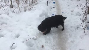 Забрать кость у собаки.