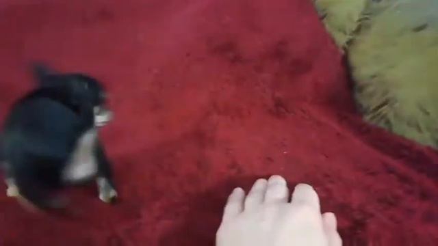 Мини девочка чихуахуа 2021.01.17 смотреть онлайн