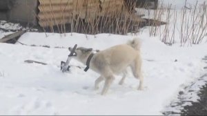 Щенки Лайки. Наш первый щенок! Западно сибирская лайка.